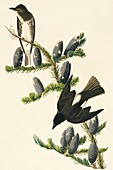 Olive-sided flycatcher,artwork