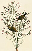 Orange-crowned warbler,artwork