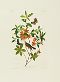 Swainson's warbler,artwork