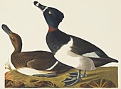 Ring-necked duck,artwork
