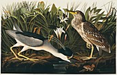 Black-crowned night heron,artwork