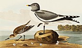 Sabine's gull and sanderling,artwork