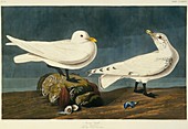 Ivory Gull,artwork