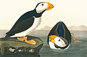 Horned puffin,artwork