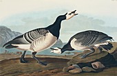 Barnacle goose,artwork