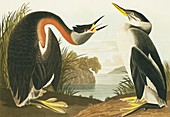 Red-necked grebe,artwork