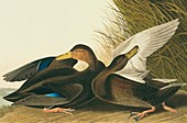 American black duck,artwork