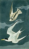 Least Tern,artwork