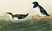 Little auk seabirds,artwork