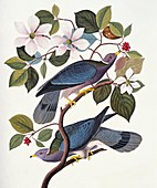 Band-tailed pigeon,artwork