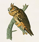 Long eared owl,artwork
