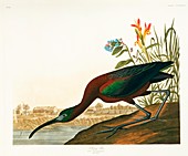 Glossy ibis,artwork