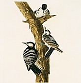 Red-Cockaded woodpecker,artwork