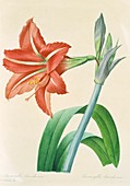 Amaryllis bresilienne flower,artwork