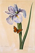Spanish Iris Iris xiphium,artwork