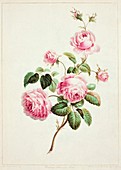 Rose,artwork
