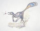 Microraptor zhaoianus dinosaur,artwork