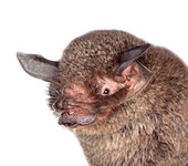 Common mustached bat