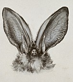 The long eared bat,artwork