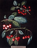 Cherry tree Prunus sp,artwork