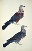 Two woodpigeons,artwork