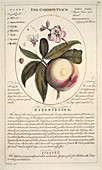 Peach tree Prunus persica,artwork