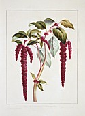 Love-lies-bleeding Amaranthus caudatus