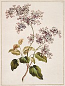 Scottish lilac Syringa sp,artwork