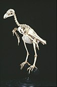 White-tailed sea eagle skeleton