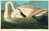 Trumpter swan,artwork