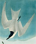 Gull-billed tern,artwork
