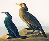 Cormorants,artwork