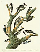 Woodpeckers,artwork