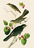 Group of birds,artwork