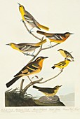 Group of song birds,artwork