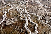 Calcified deposits,Mammoth Hot Springs