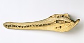 Slender-snouted crocodile skull