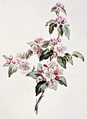 Apple Malus sp blossom,artwork