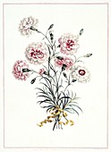 Carnations Dianthus sp,artwork