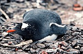 Gentoo penguin on its nest