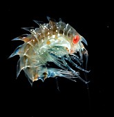 Amphipod crustacean