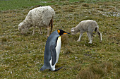 Penguin and sheep