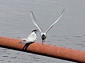 Arctic terns