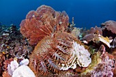 Crown of thorns starfish eating corals