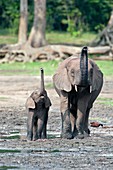 African forest elephant and calf
