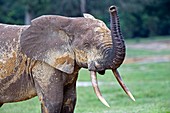 African forest elephant