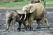 African forest elephant and calf