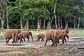 African forest elephant herd