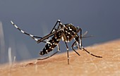 Asian tiger mosquito female feeding