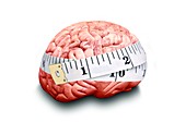 Brain size,conceptual image